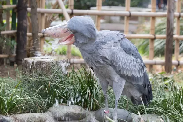 Schuhschnabel im Zoo Ueno, Tokyo