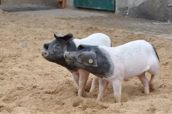 Schwäbisch-Hällisches Schwein