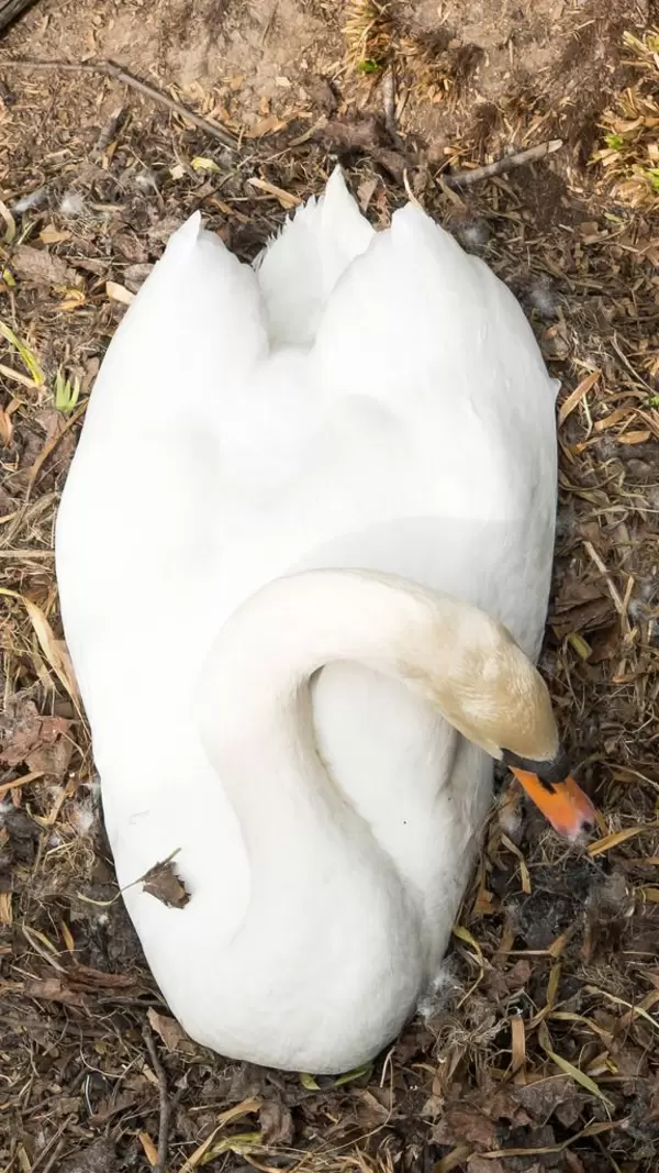Schwan im Nest in der Nähe des Lindenthaler Kanals