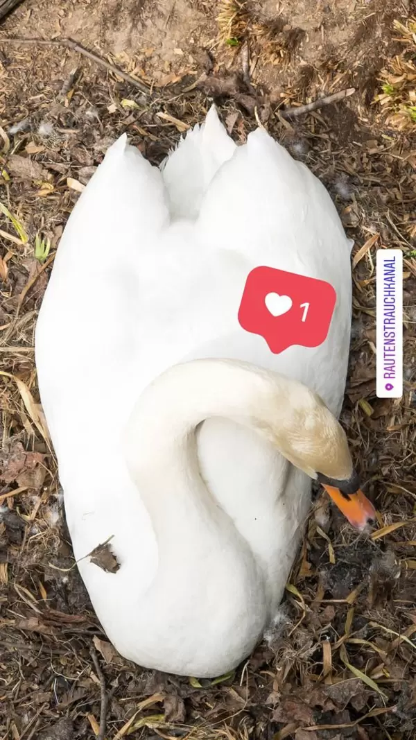 Schwan im Nest in der Nähe des Rautenstrauchkanals