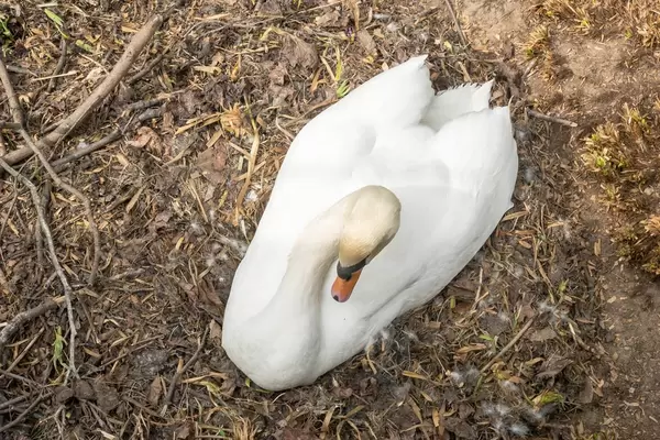 Schwan im Nest in einem Park