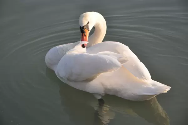 Schwan im Wasser