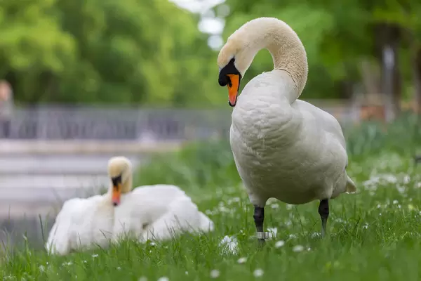 Schwäne am Lindenthaler Kanal in Köln