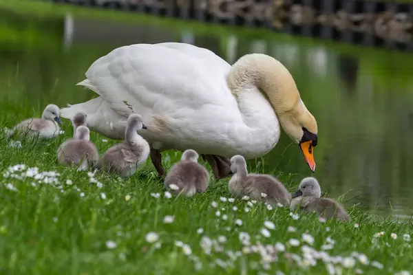 Schwanenküken im Gras