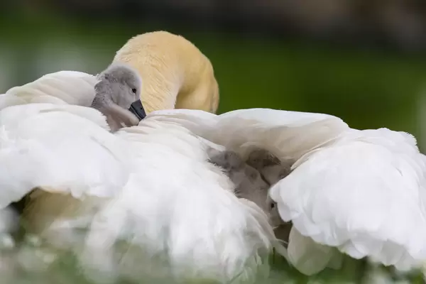 Schwanenküken in Köln
