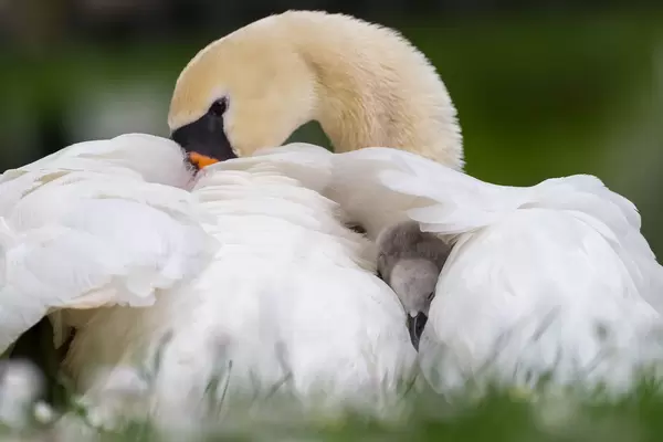 Schwanenküken unter Flügel