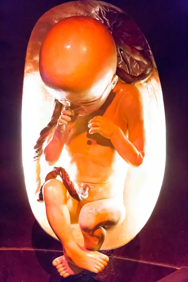 Schwangerschaft: Baby im Mutterleib