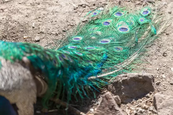 Schwanzfedern eines Pfaus