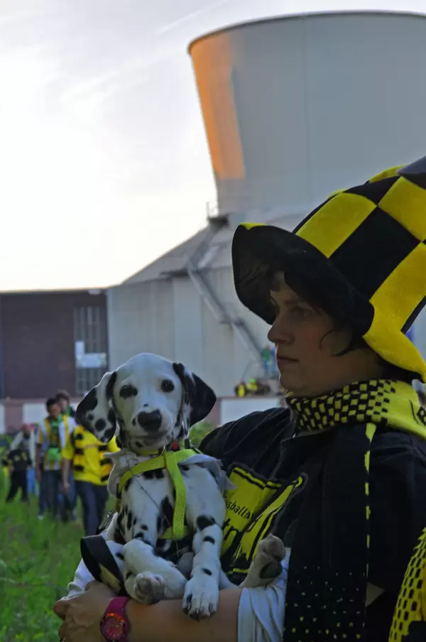 Schwarz-Gelber Damaltiner