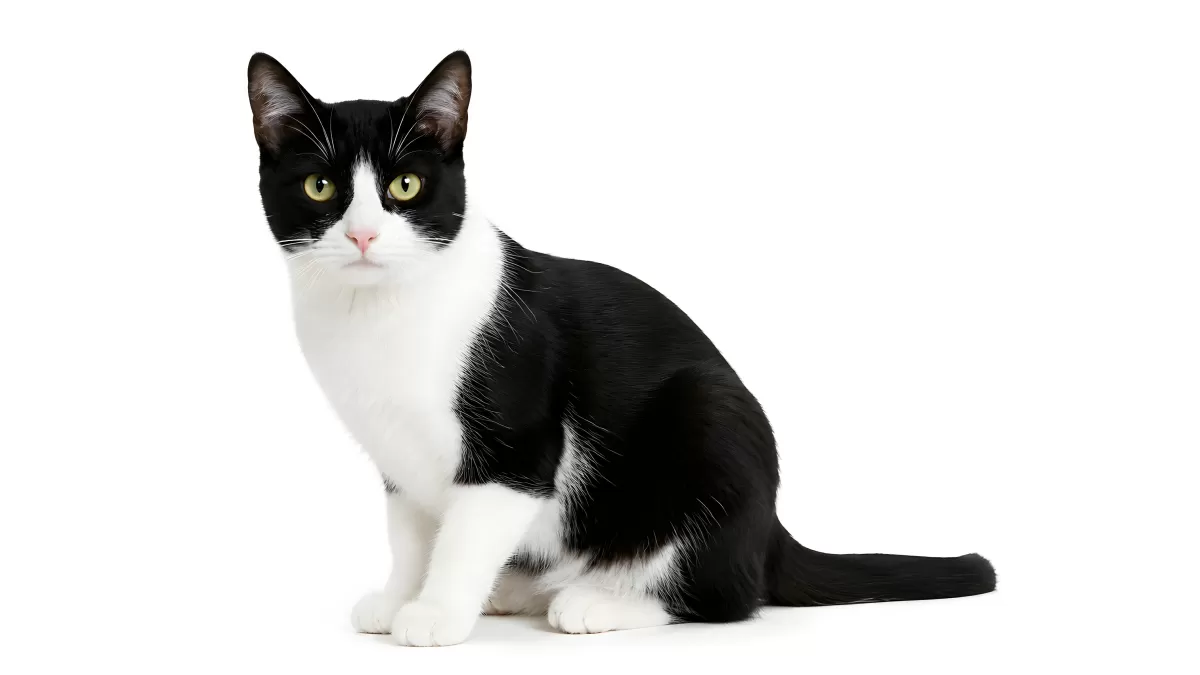 Schwarz-weiße Katze sitzt elegant vor weißem Hintergrund