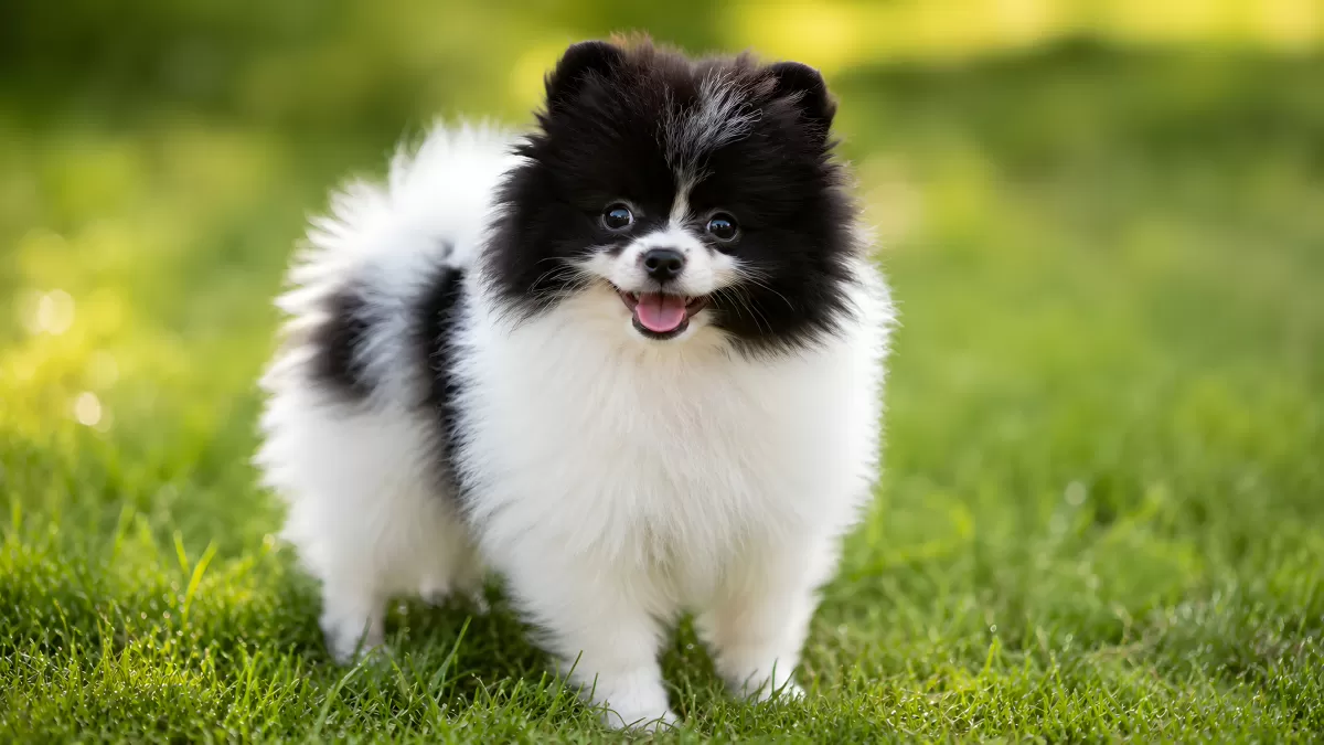 Schwarz-weißer Pomeranian Welpe auf grüner Wiese