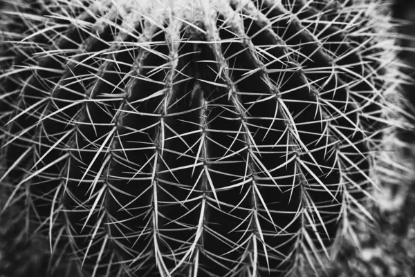 Schwarz-Weiß Fotografie von einem Echinocactus Grusonii in Nahaufnahme