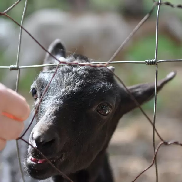 Schwarz Ziege hinter einem Drahtzaun