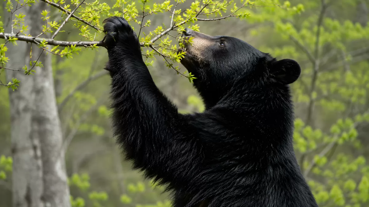 Schwarzbär greift nach frischen Blättern im Wald