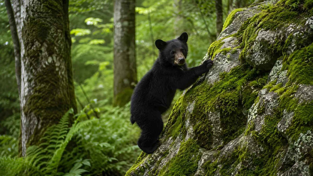 Schwarzbärenjunges klettert auf moosbewachsenem Felsen