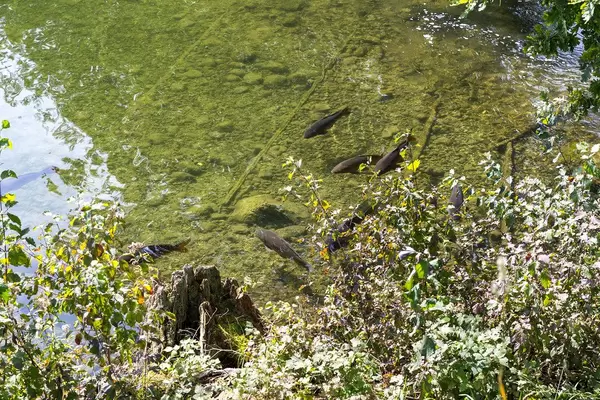 Schwarze Fische im Wasser vom kleinen Buchsee in Tirol, Österreich