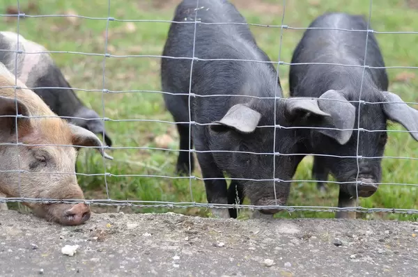 Schwarze Mallorcaschweine Cerdo Negro