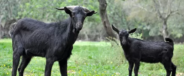 Schwarze Ziegen auf einem Bauernhof
