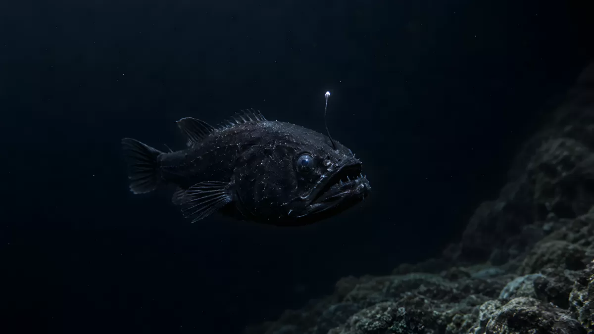Schwarzer Anglerfisch in der Tiefsee bei Felsen