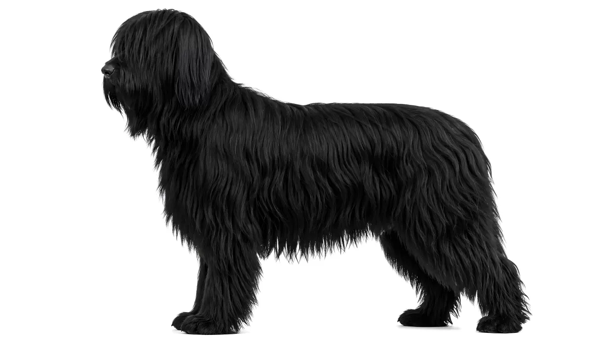 Schwarzer Briard im Profil vor weißem Hintergrund