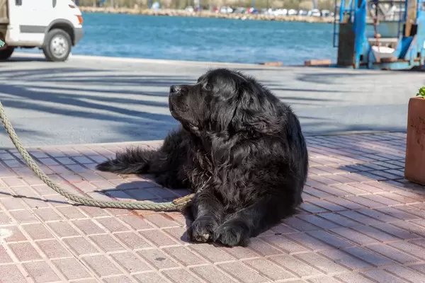 Schwarzer Hund an einer dicken Leine - Yachthafen von Puerto de Andraitx, Mallorca
