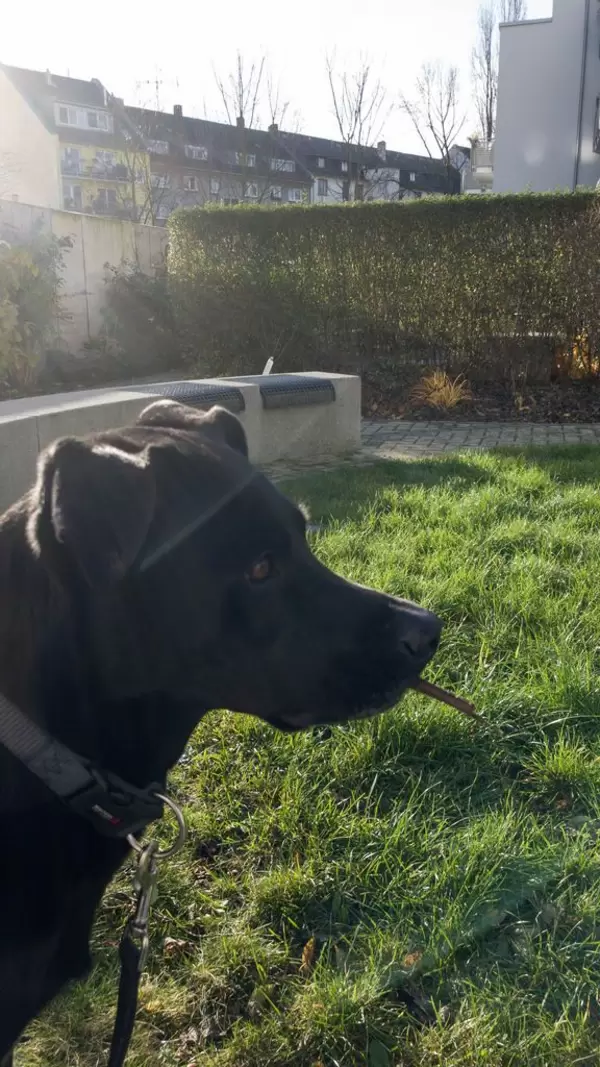 Schwarzer Hund im Garten
