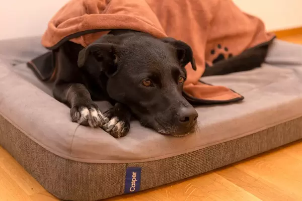 Schwarzer Hund macht es sich auf Hundekissen gemütlich, warm gehalten von oranger Hundedecke
