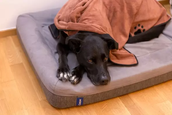 Schwarzer Hund macht es sich mit Hundekissen und Hundedecke gemütlich