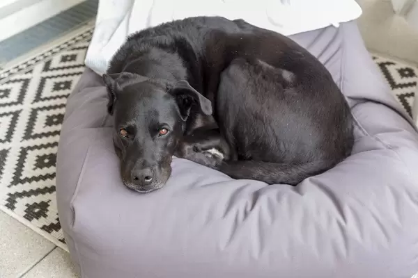Schwarzer Hund mit braunen Augen, liegt zusammengerollt auf einem Sitzsack