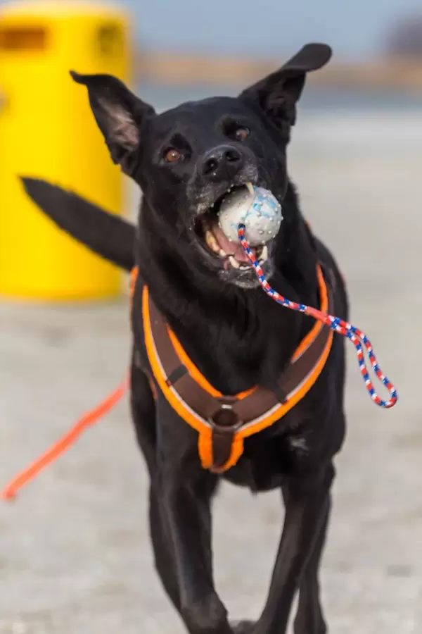 Schwarzer Hund mit reflektierendem Brustgeschirr spielt mit einem Ball am Strand