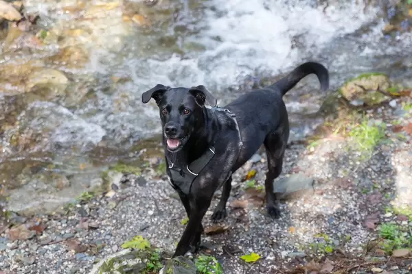 Schwarzer Hund neben dem fließenden Bach während einer Wanderung in Alpbach, Österreich