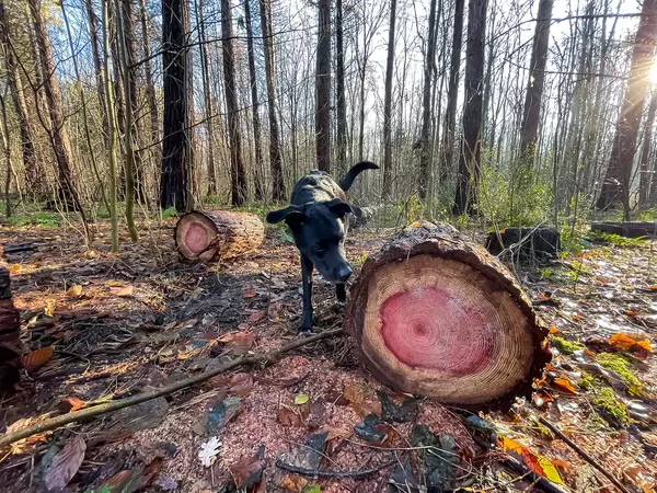 Schwarzer Hund neben einem gefällten Baum mit mehreren Ringen, rosa-rot in der Mitte des Holzes