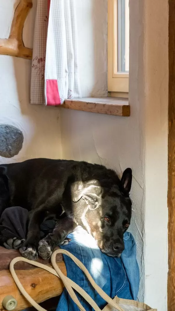 Schwarzer Hund ruht sich aus auf einer Jeans unter einem Fenster, halb im Sonnenlicht, halb im Schatten