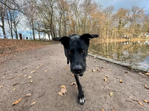 Schwarzer Hund schaut in die Kamera, Laub liegt auf dem Boden und im Wasser an einem Spätherbsttag