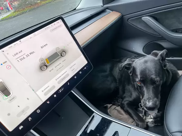 Schwarzer Hund sitzt auf dem Boden auf der Beifahrerseite eines Elektroautos