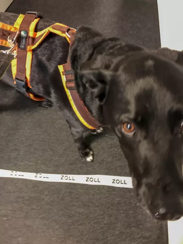 Schwarzer Hund steht auf grauer Hundedecke mit der Bezeichnung Zoll