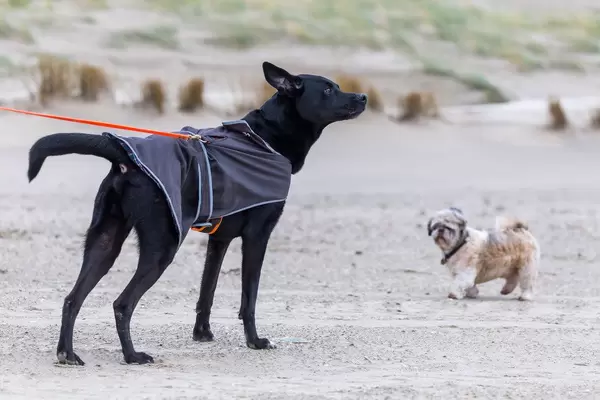 Schwarzer Labrador an der Leine am Strand