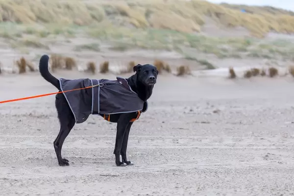 Schwarzer Labrador an der Leine schaut Richtung Kamera