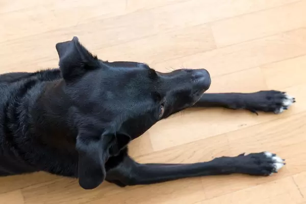 Schwarzer Labrador auf dem Parkett, von oben fotografiert