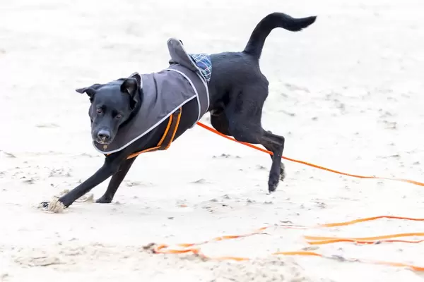 Schwarzer Labrador beim Herumtollen am Strand