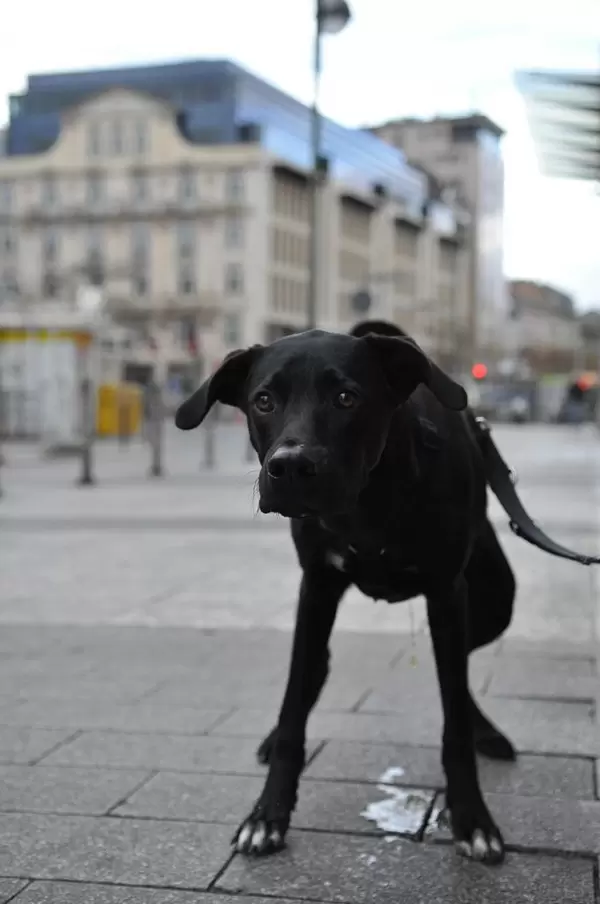 Schwarzer Labrador beim Urinieren in der Stadt
