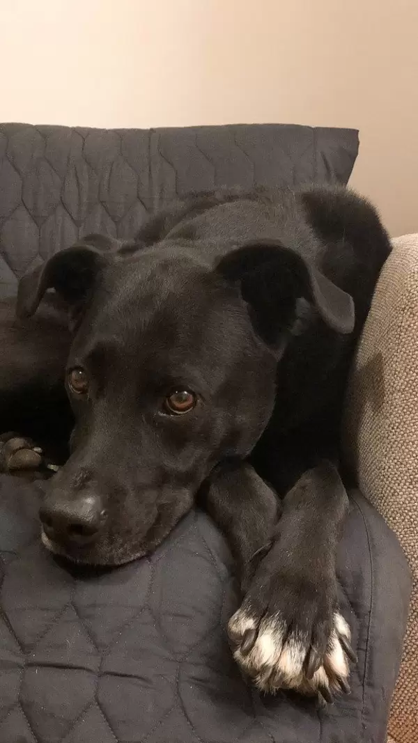 Schwarzer Labrador entspannt sich auf dem Sofa