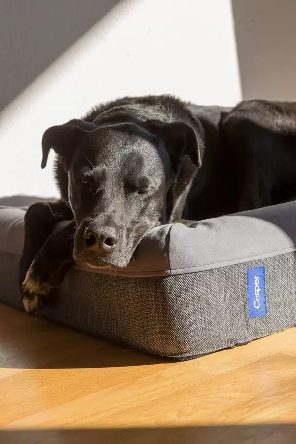 Schwarzer Labrador genießt die Sonne auf einem Hundebett von Casper