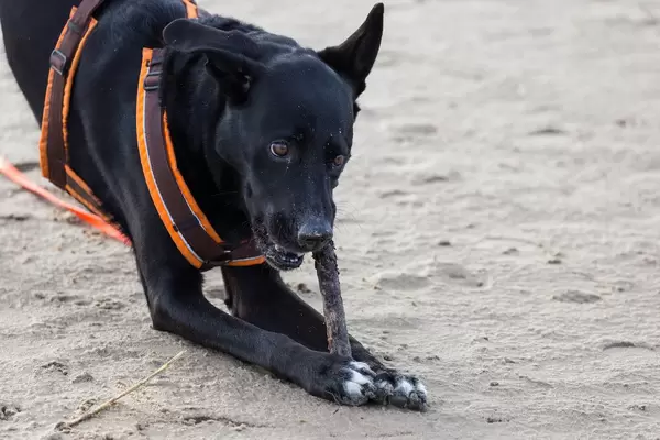 Schwarzer Labrador knabbert an einem Stück Holz