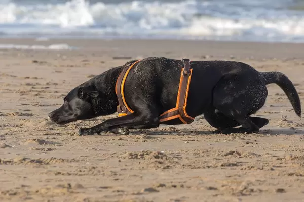 Schwarzer Labrador krabbelt am Sandstrand