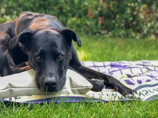 Schwarzer Labrador liegt auf einem Kissen und einer Decke im Hausgarten