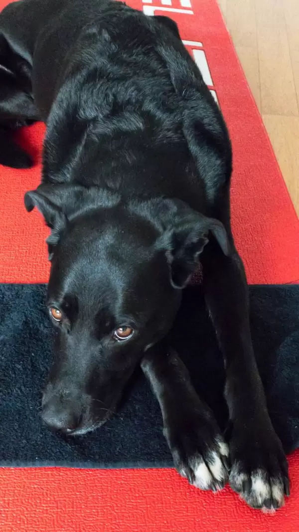 Schwarzer Labrador liegt auf rot-schwarzem Teppich