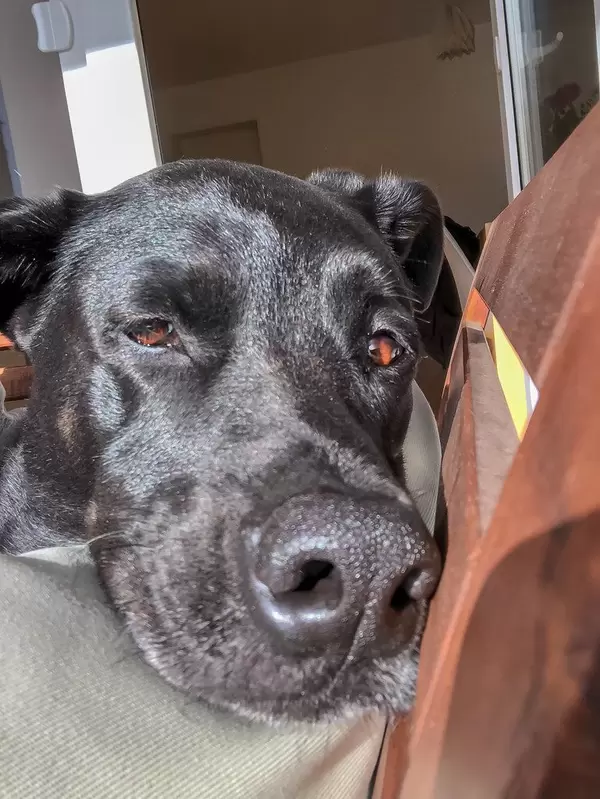 Schwarzer Labrador liegt mit der Schnauze auf einem Stuhl und schaut in die Kamera