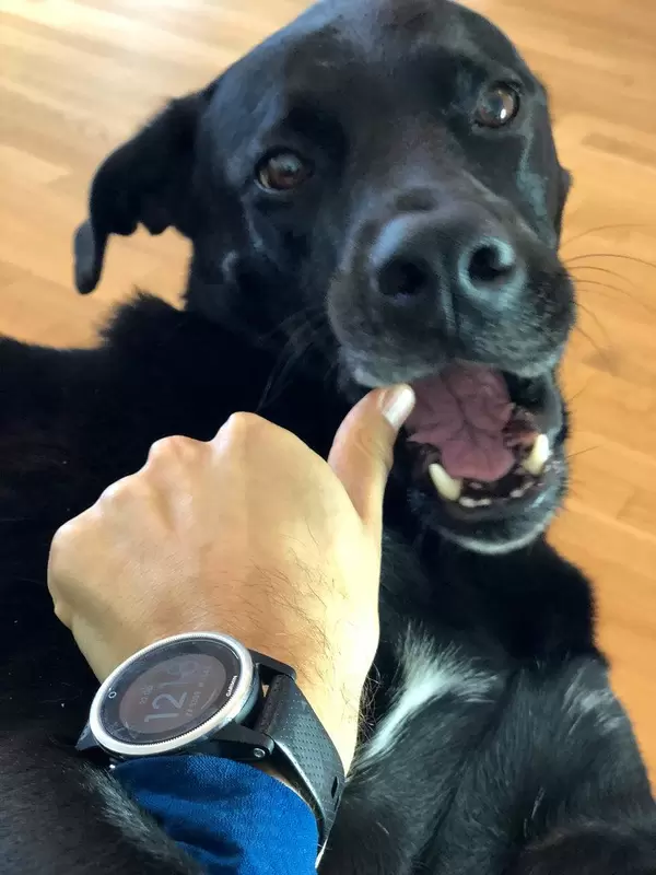 Schwarzer Labrador öffnet seinen Mund und eine männliche Hand spielt damit