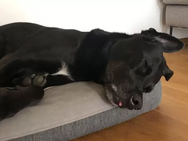 Schwarzer Labrador schläft auf seinem Hundebett und streckt die Zunge heraus